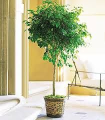 10in Ficus Benjamina tree 3 ft