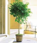 10in Ficus Benjamina tree 3 ft