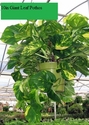 10in Giant Leaf Pothos