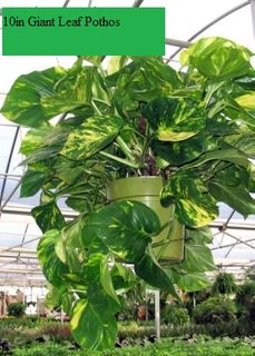 10in Giant Leaf Pothos