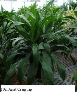 10in Janet Craig Tip