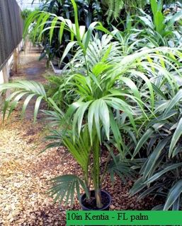 10in Kentia - FL palm