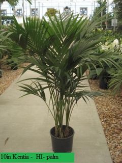10in Kentia -  HI- palm