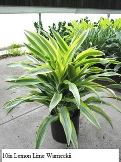 10in Lemon Lime Warneckii dracaena