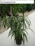 10in Marginata Exotic dracaena