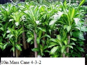 10in Mass Cane 4-3-2 one pot