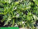 10in Philodendron. Selloum