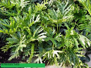 10in Philodendron. Selloum