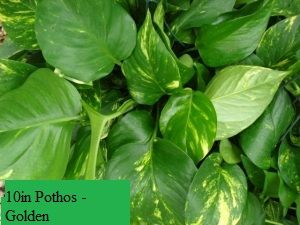 10in Pothos - Golden