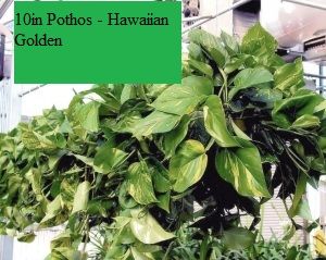 10in Pothos - Hawaiian Golden 