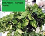 10in Pothos - Hawaiian Golden 