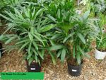 10in Rhapis Excelsa palm