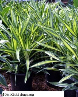10in Rikki dracaena