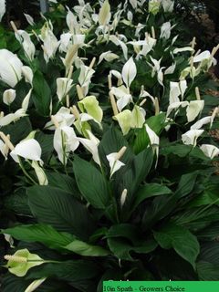 10in Spath - Growers Choice