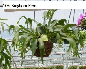 10in Staghorn Fern
