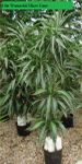 10in Warneckii Ulises Cane dracaena