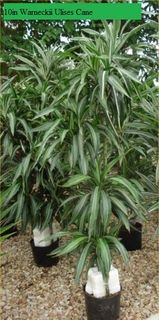 10in Warneckii Ulises Cane dracaena