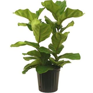 10inches Pandurata Bush Plants