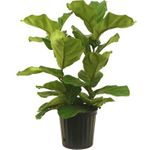 10inches Pandurata Bush Plants