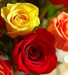 Mixed color 12 Roses In Vase Design