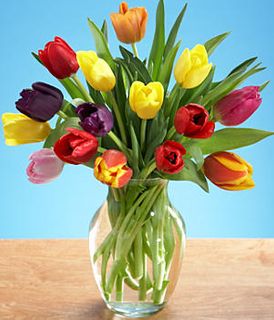 tulips (assorted colors)