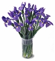 20 Blooming Iris  
