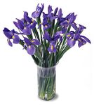 20 iris bouquet