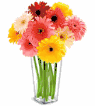 20 Mixed Gerbera Daisies