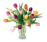  Mixed tulips