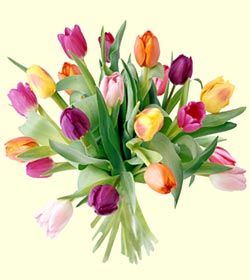 20 Spring Tulip In Vase