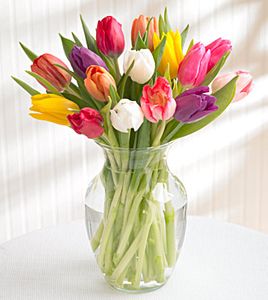  Stem Mixed Tulip Bouquet 