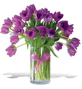  Passionate Purple Tulips 