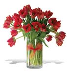  Radiantly Red Tulips 