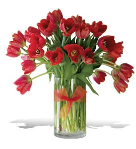  Radiantly Red Tulips 