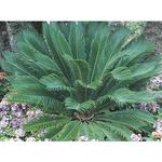 4.55-Gallon Sago Palm Plant