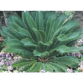 4.55-Gallon Sago Palm Plant