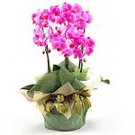 5 Stems of Premium Orchids  5 Stems of Premium Orchids