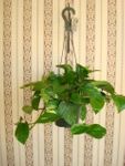 6 iches Jade pothos 