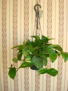6 iches Jade pothos 