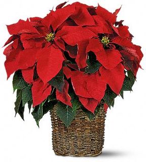 6 inch Poinsettia
