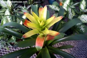 6in Guzmania Camilla