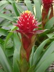 6in Guzmania Conifera Roxa