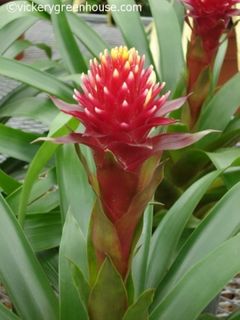 6in Guzmania Conifera Roxa