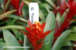 6in Guzmania Focus