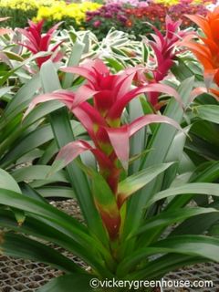 6in Guzmania Indian Knight