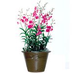 7 Stems Pink Dendrobium 7 Stems Pink Dendrobium