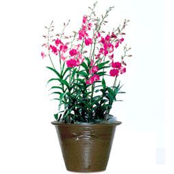 7 Stems Pink Dendrobium