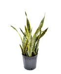 8" Sansevieria plants 