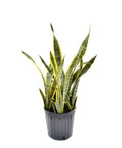 8" Sansevieria plants 