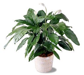 8" Spathiphyllum Plant Peace Lily